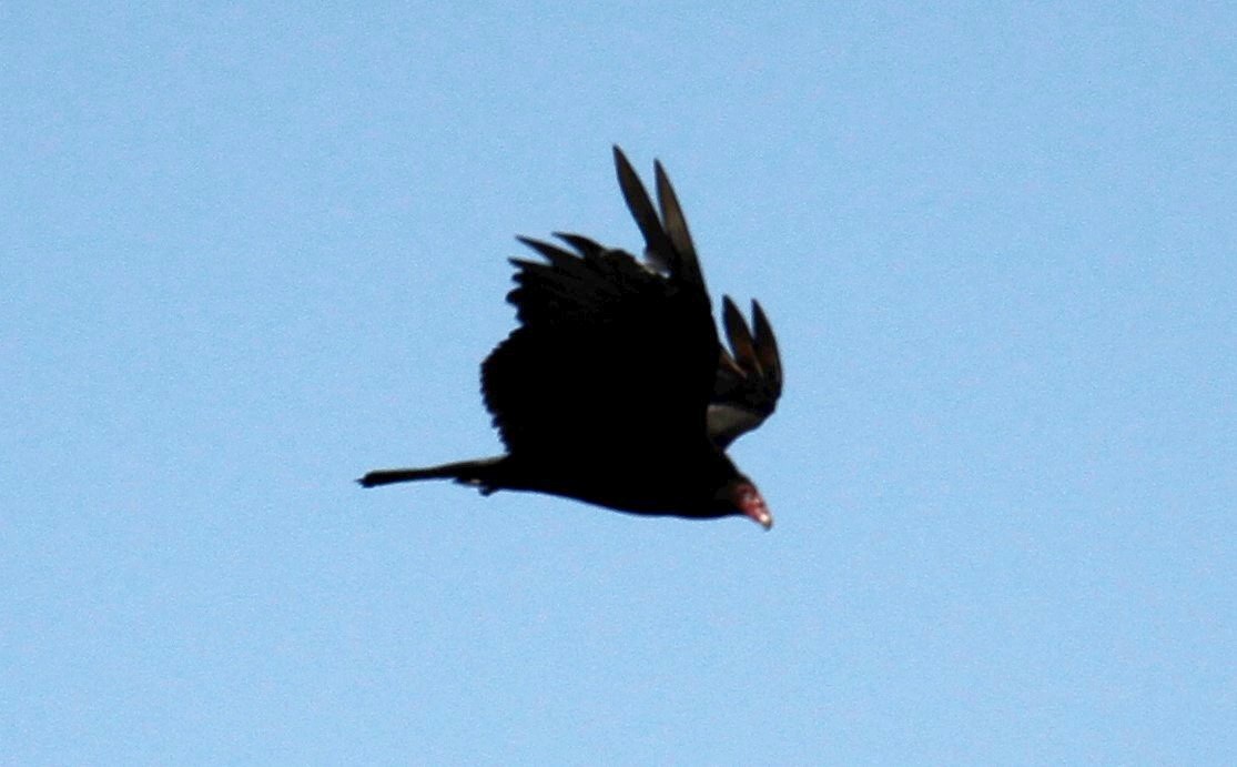 Turkey Vulture - ML314644281