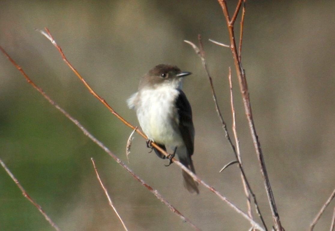 Eastern Phoebe - ML314644351