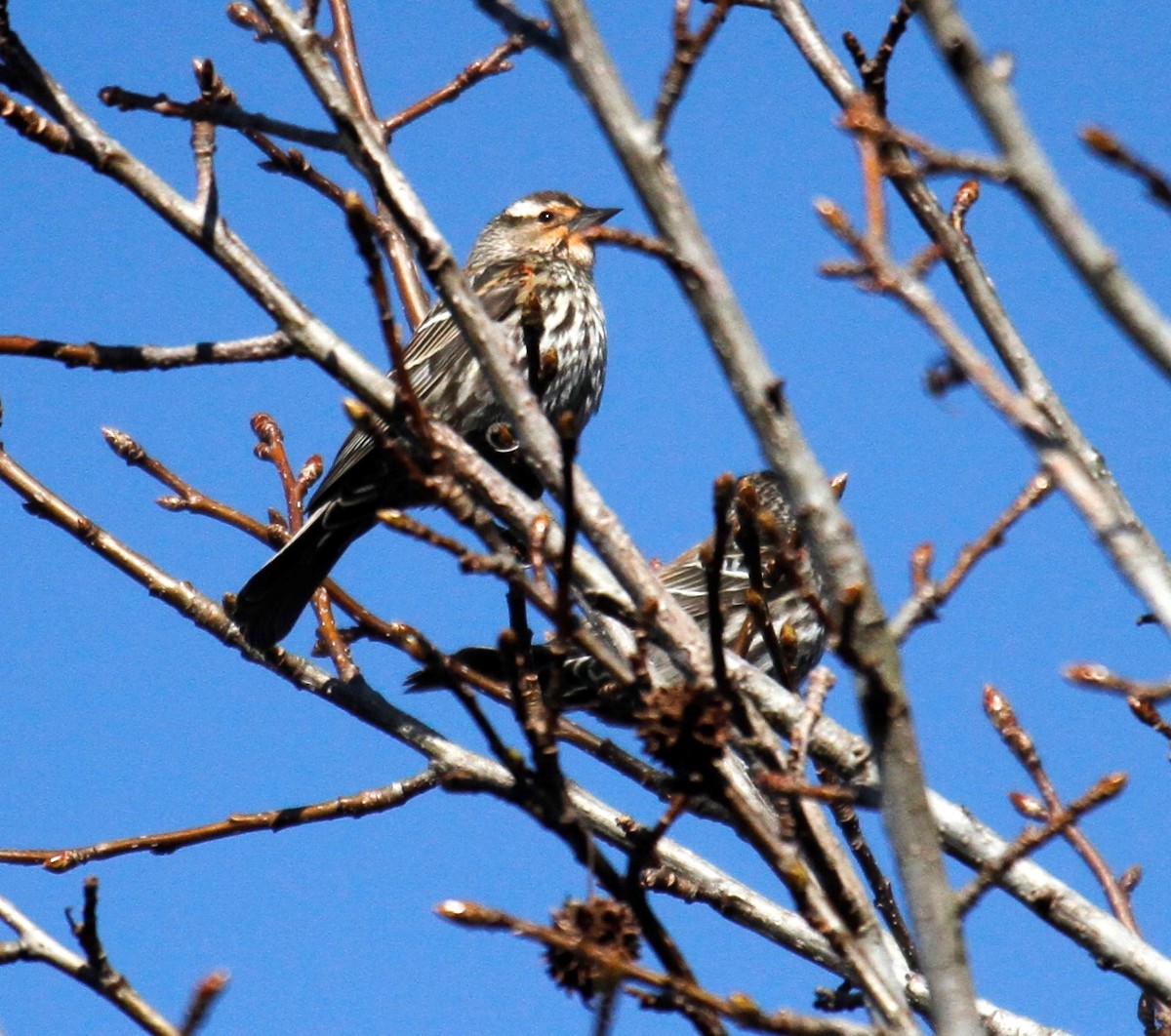 Red-winged Blackbird - ML314644481