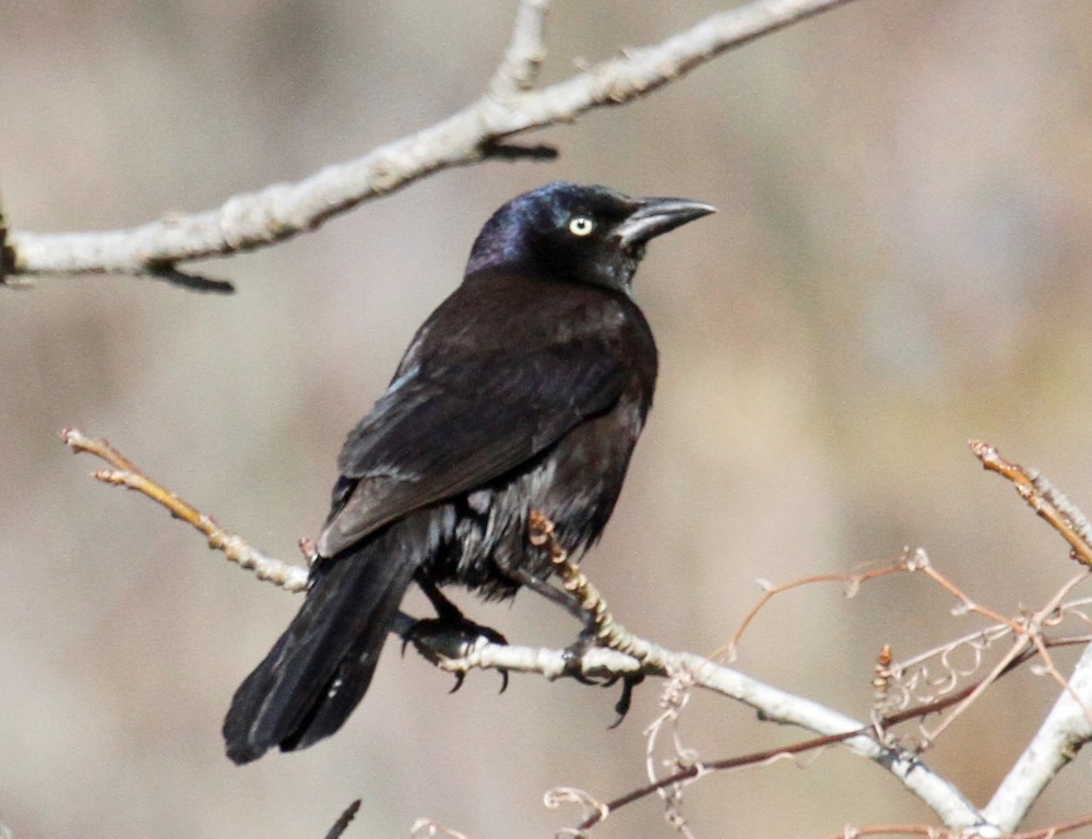 Common Grackle - ML314644521