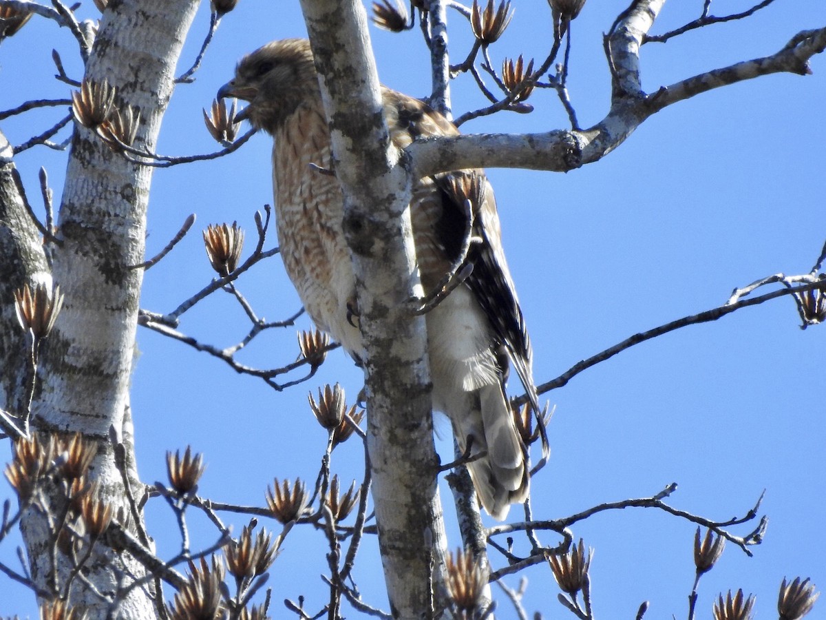 Red-shouldered Hawk - ML314645181