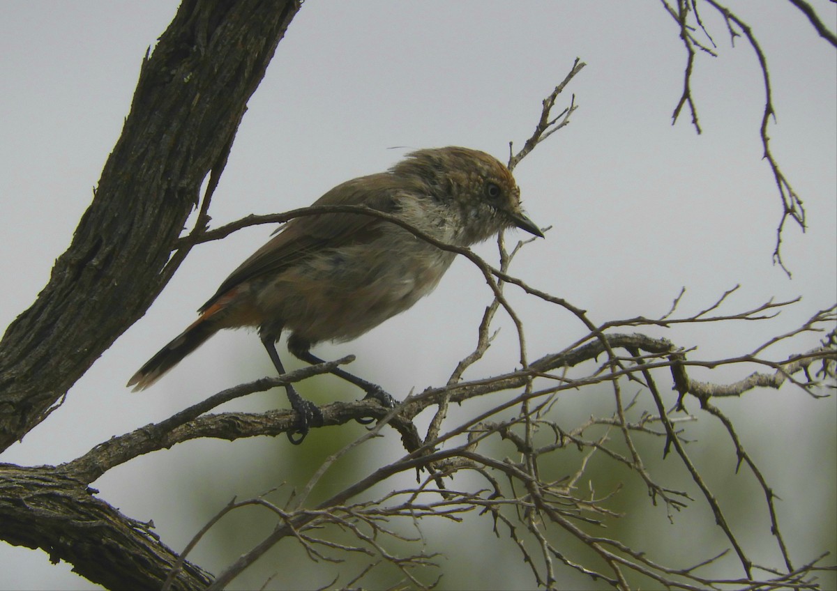 Chestnut-rumped Thornbill - ML314645201