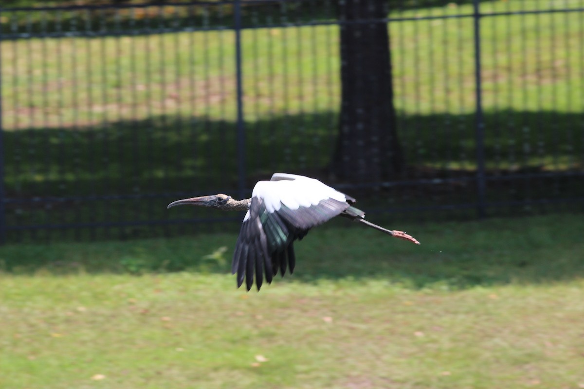 Wood Stork - ML314645401