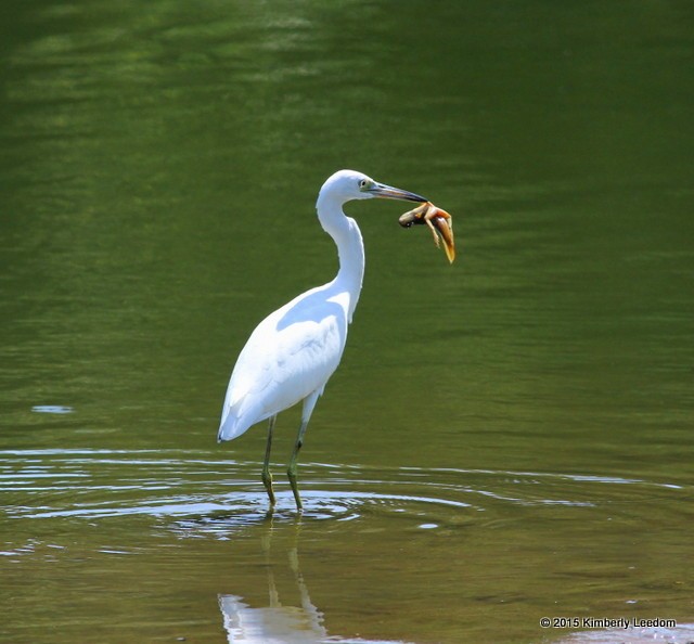 Little Blue Heron - ML314646131