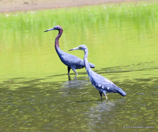 Little Blue Heron - ML314646561