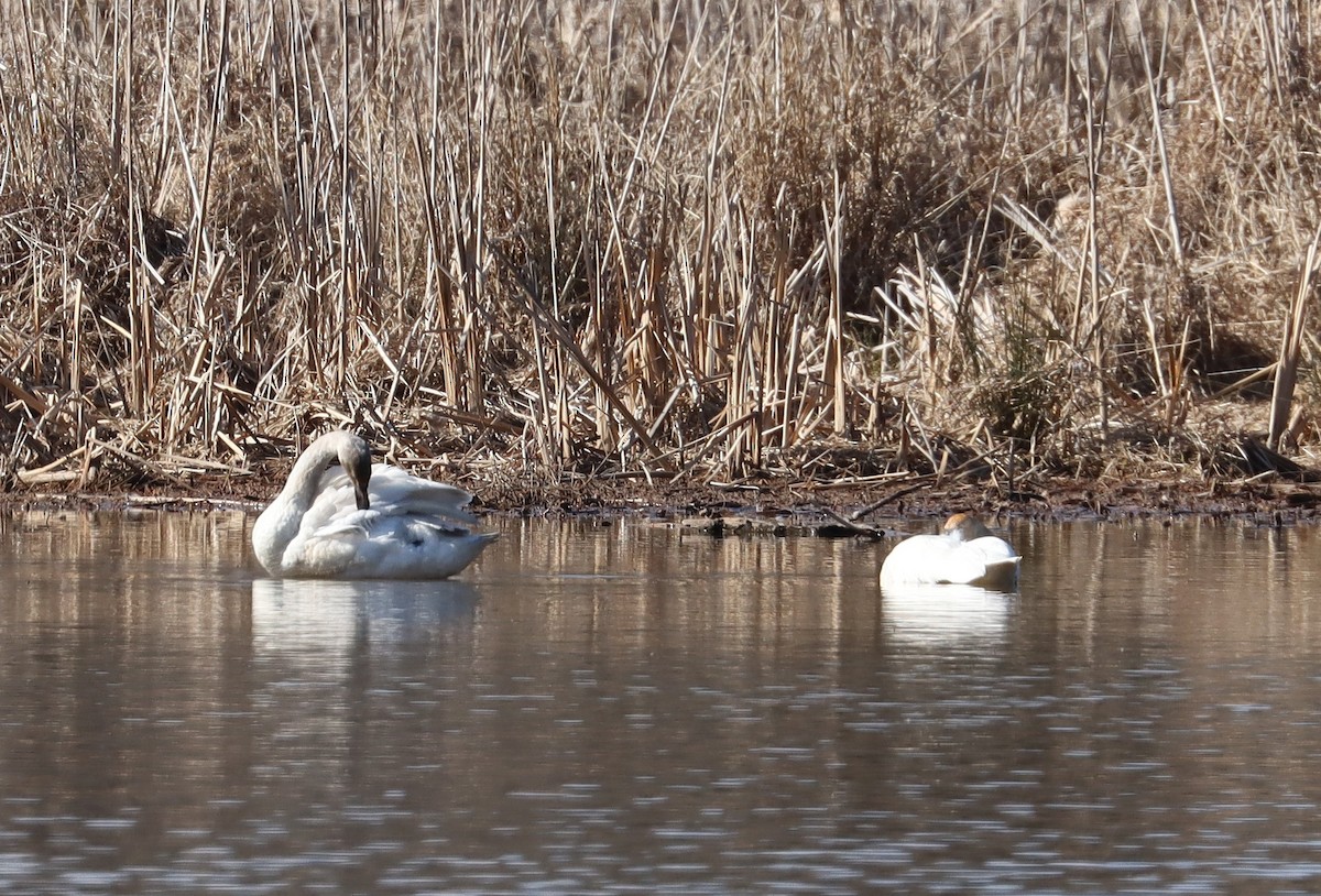 Tundra Swan - ML314648041