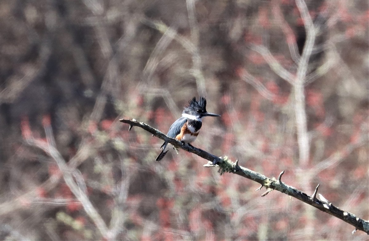 Belted Kingfisher - Daniel Kaplan