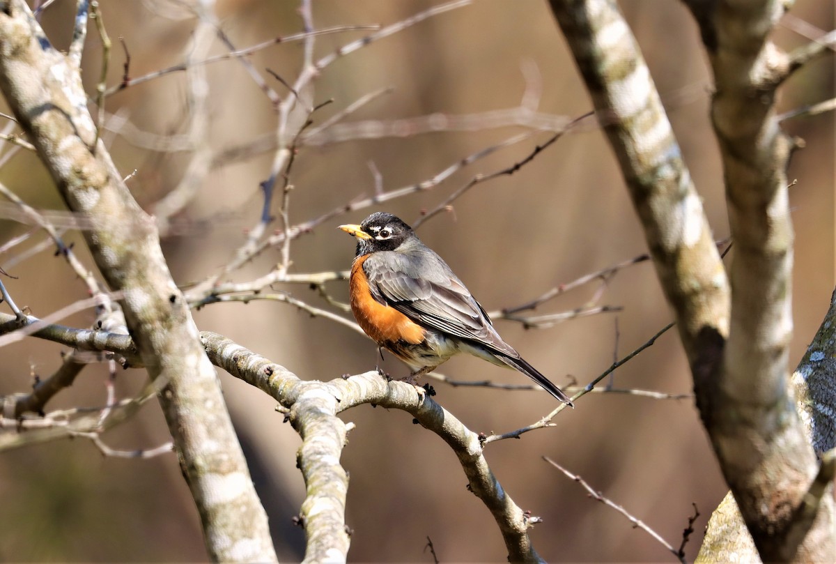 American Robin - ML314648871