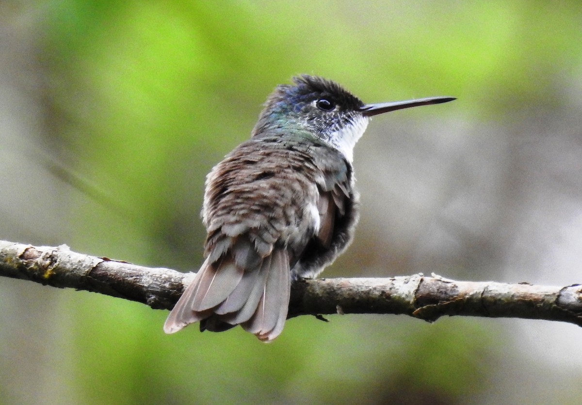 Azure-crowned Hummingbird - ML314649061