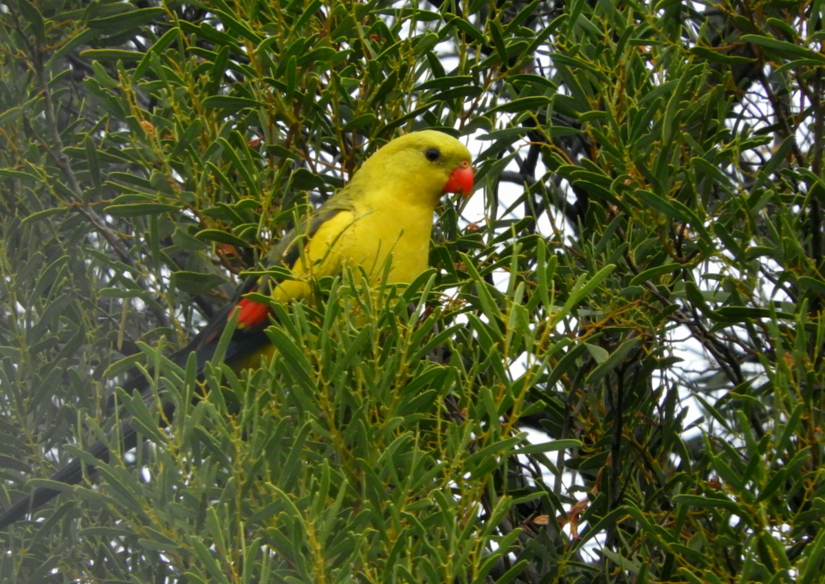 Regent Parrot - ML314649181