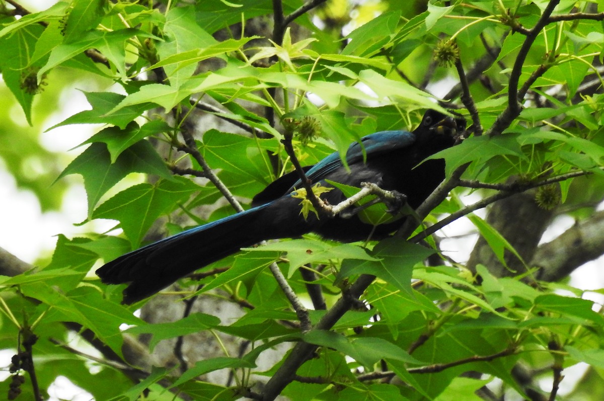 Bushy-crested Jay - ML314649311