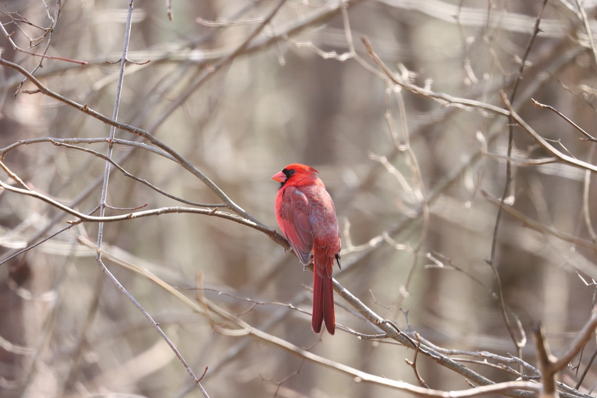 Northern Cardinal - ML314649341
