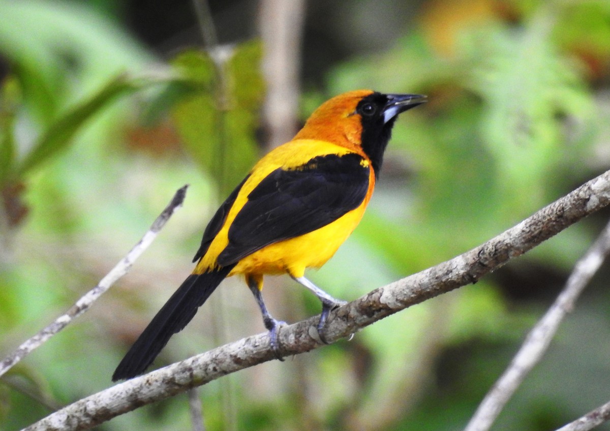 Yellow-backed Oriole - ML314649441