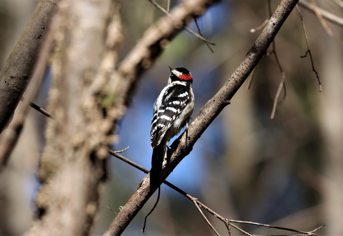 Downy Woodpecker - ML314649491