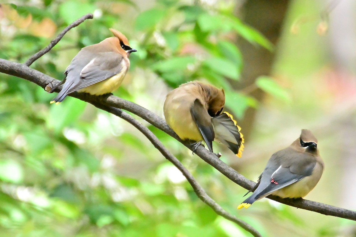 Cedar Waxwing - ML314649791