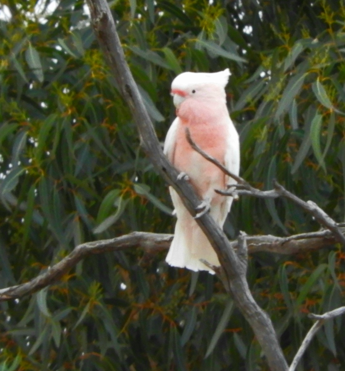 Pink Cockatoo - ML314649951