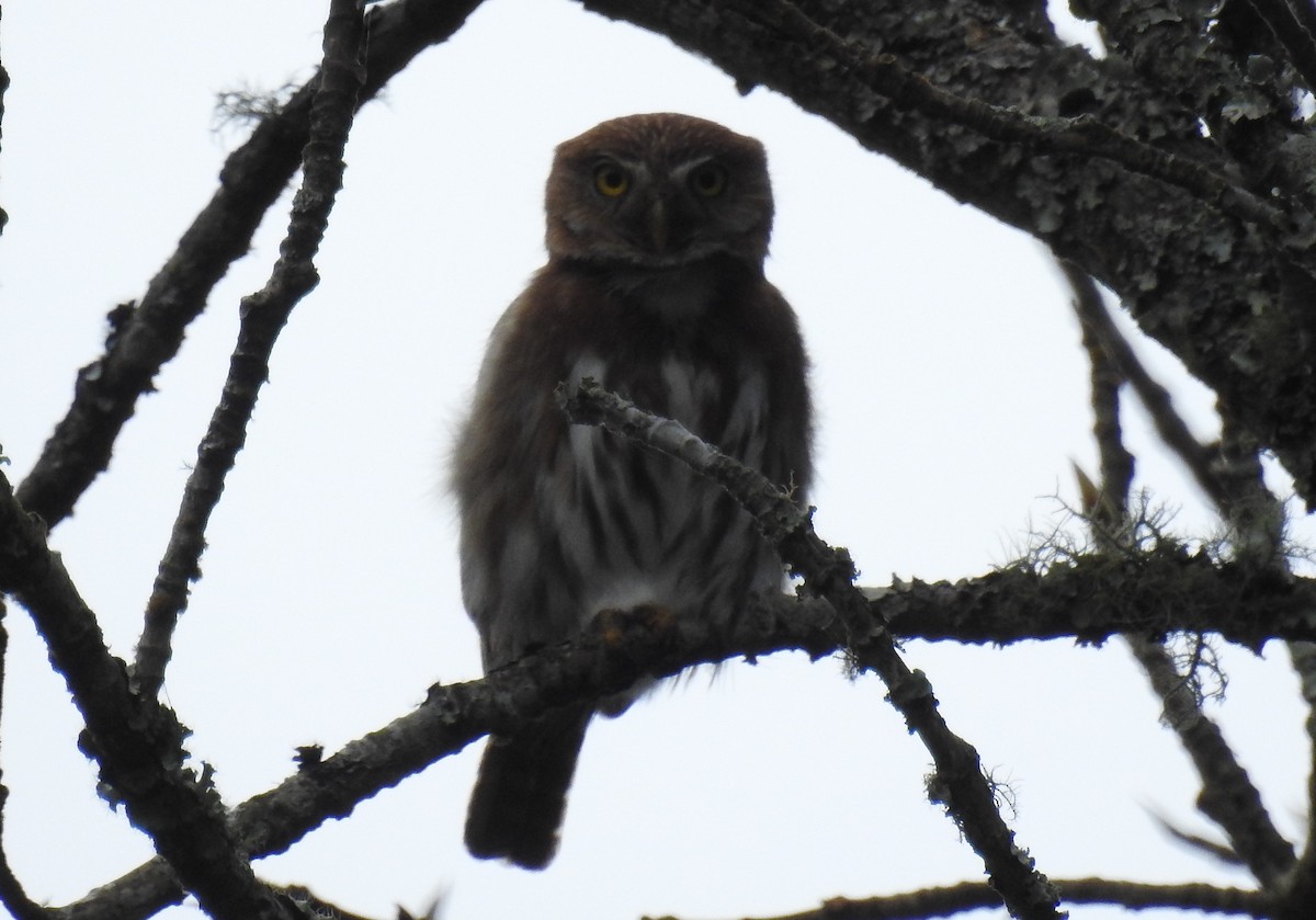 Ferruginous Pygmy-Owl - ML314650001