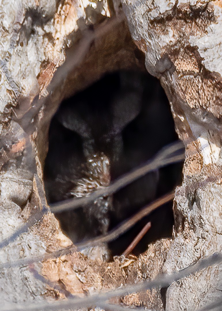 Eastern Screech-Owl - ML314650051