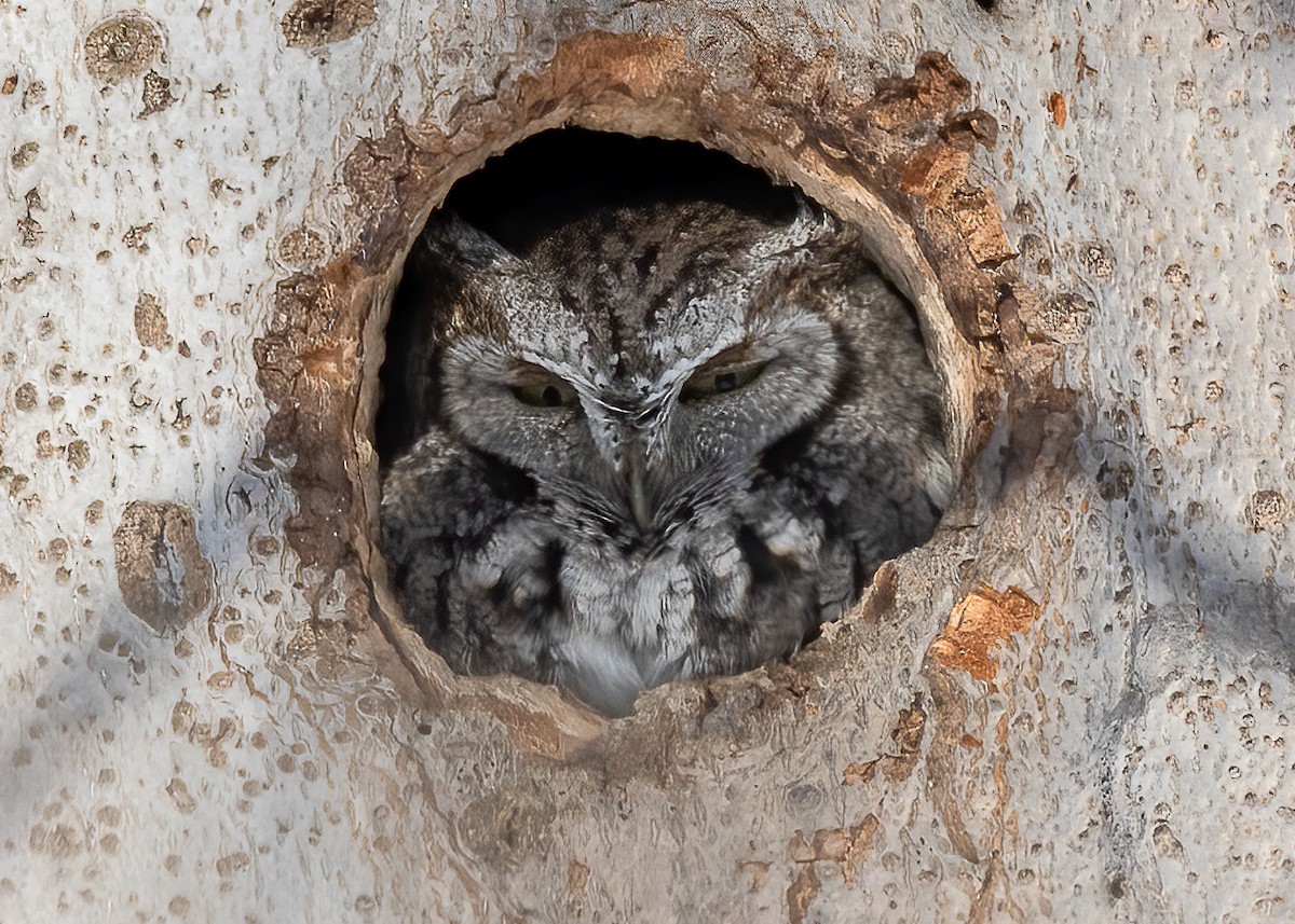 Eastern Screech-Owl - ML314650061