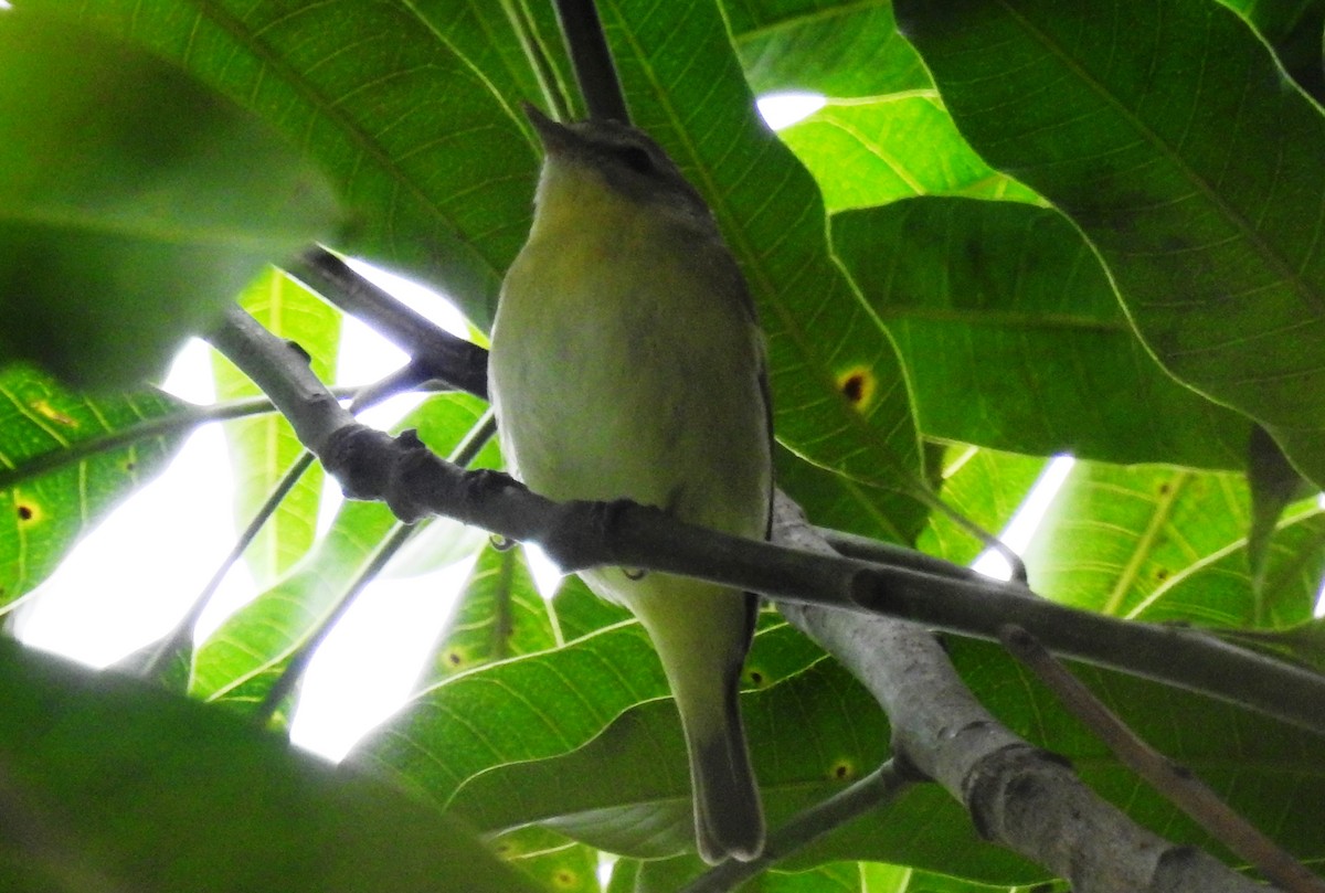 Philadelphia Vireo - ML314650121
