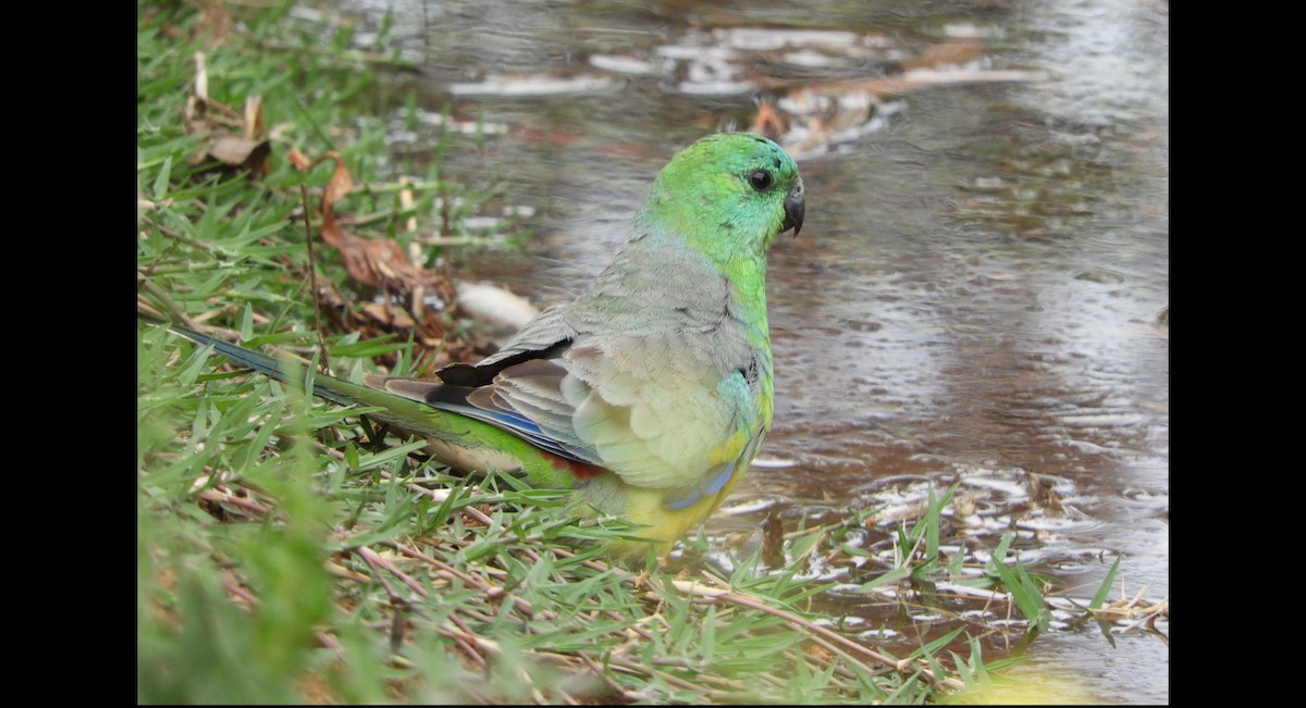 Red-rumped Parrot - ML314650951