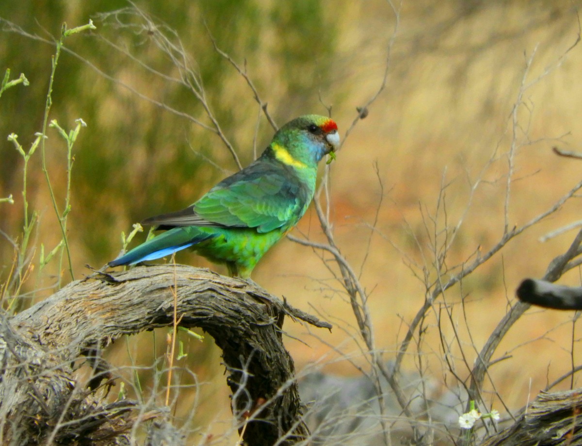 Australian Ringneck - ML314651011