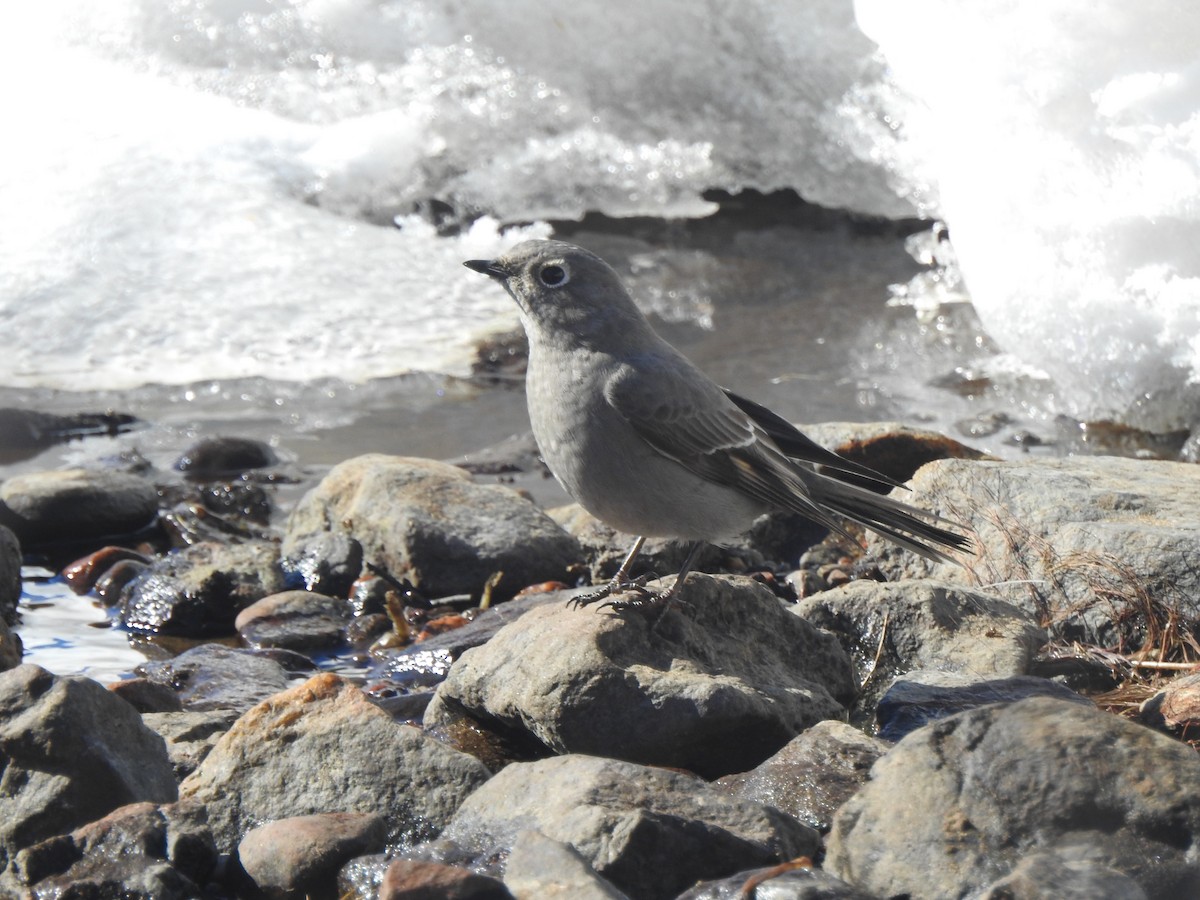 Townsend's Solitaire - Ella F