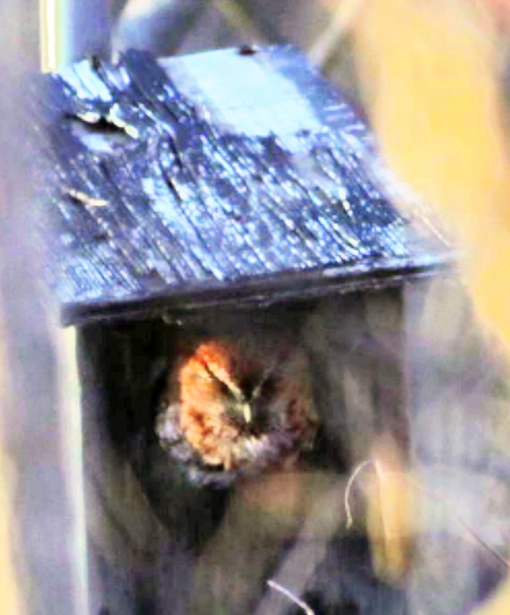 Eastern Screech-Owl - Douglas White