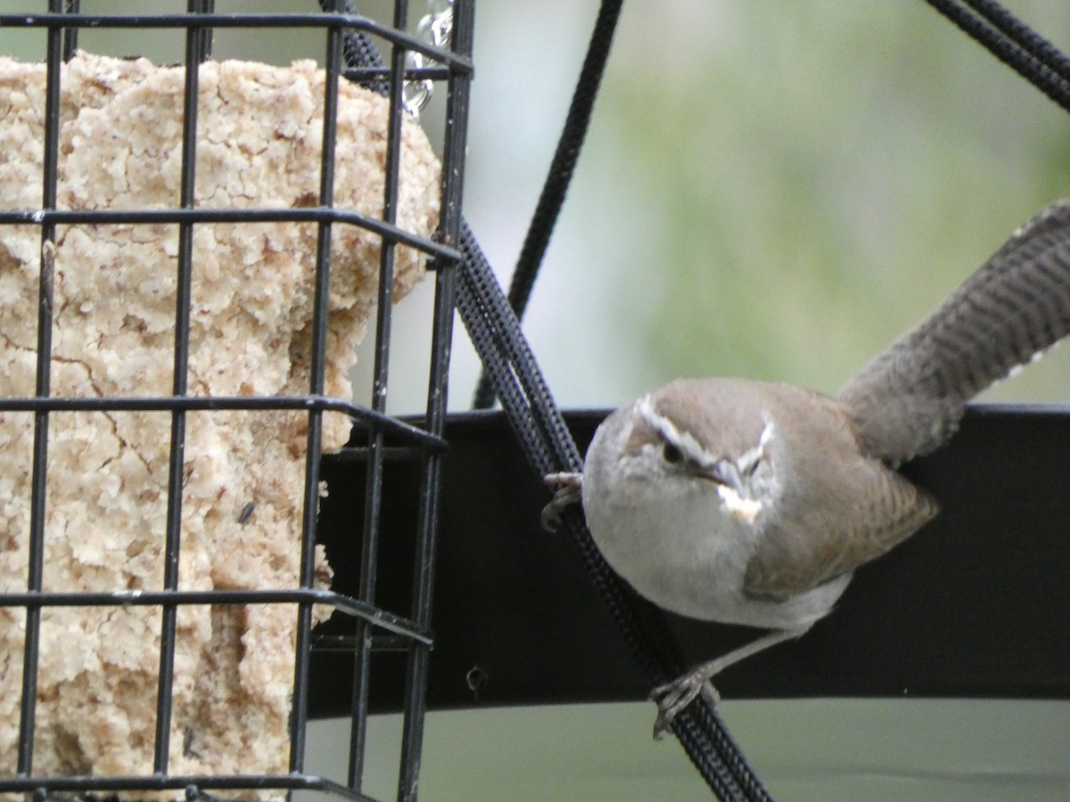 Bewick's Wren - ML314652081