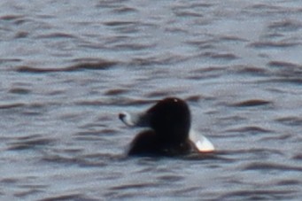 Greater Scaup - Aaron Oppelt