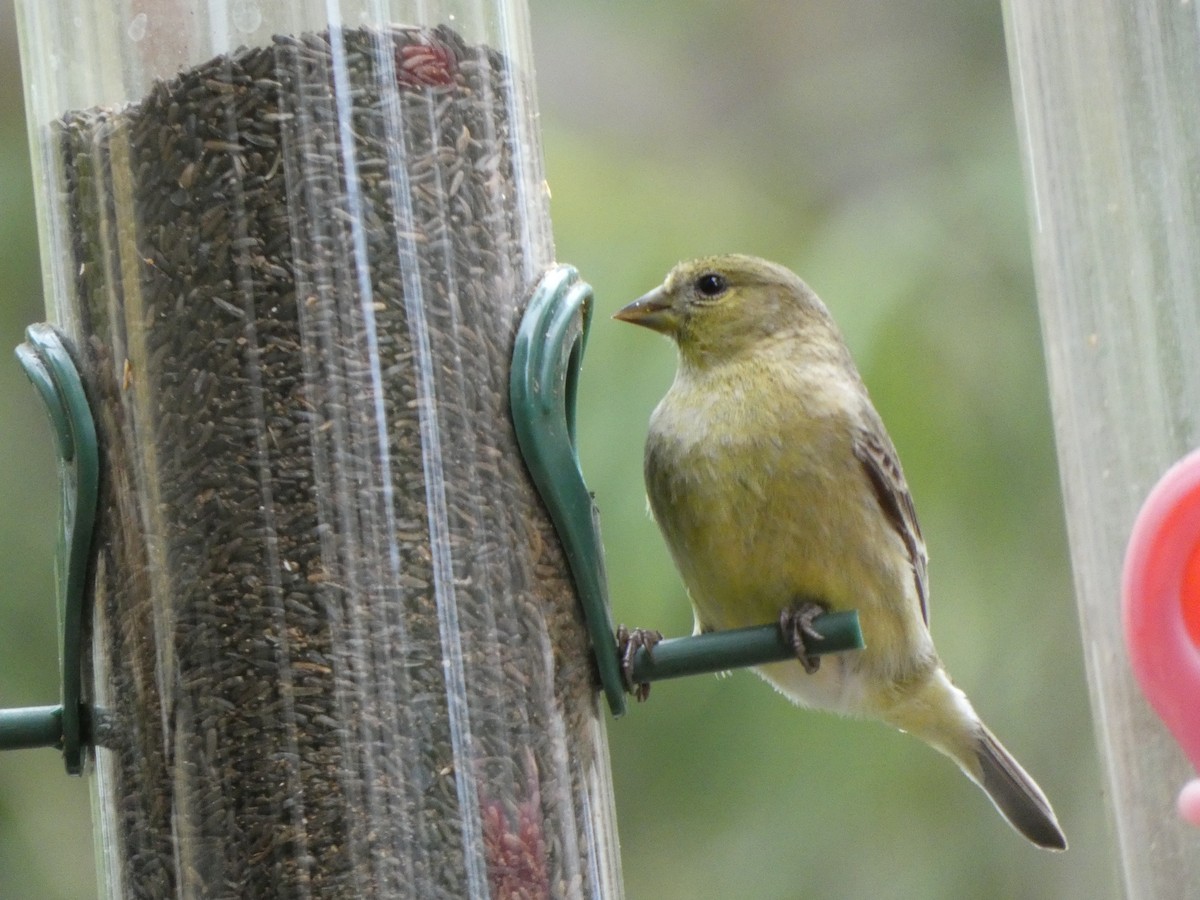 Lesser Goldfinch - ML314652801