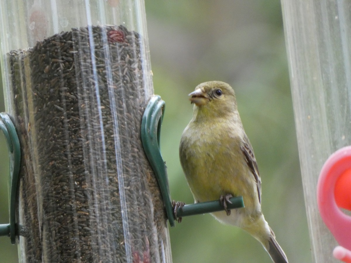 Lesser Goldfinch - ML314652851