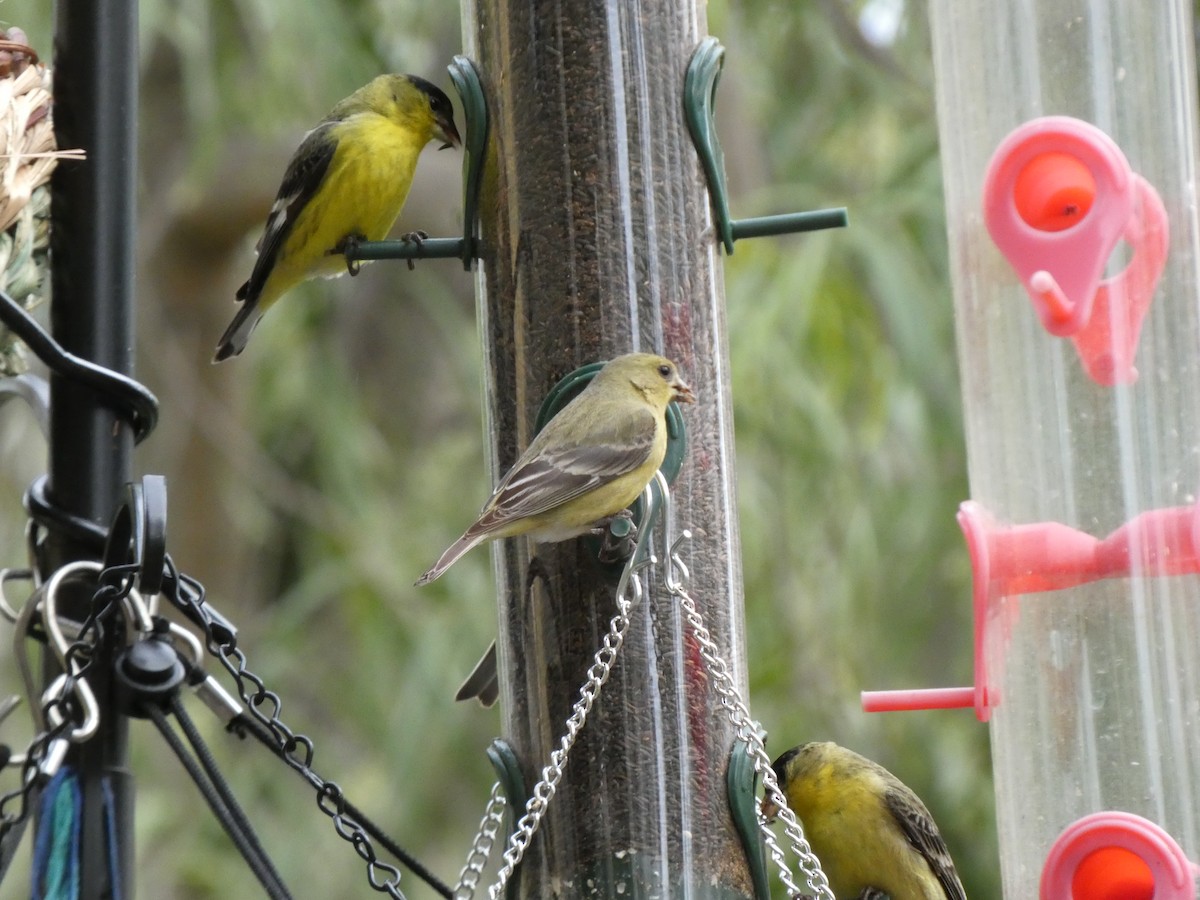 Lesser Goldfinch - ML314652891