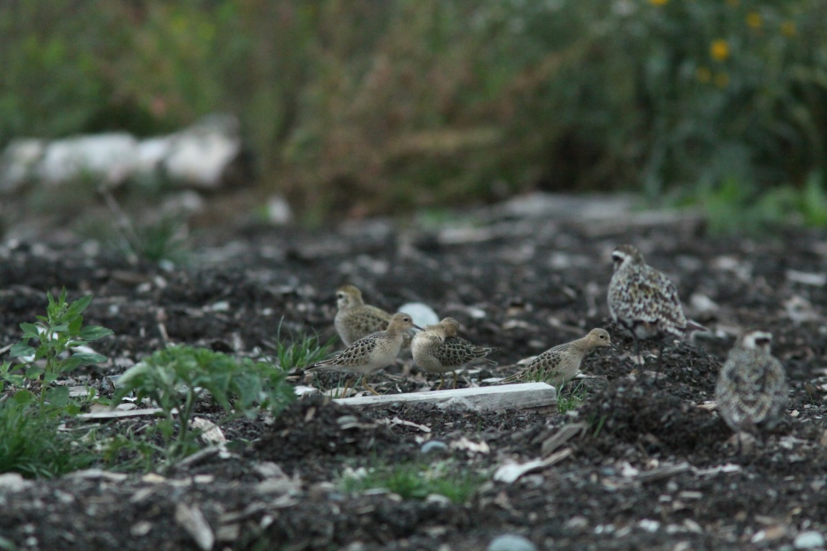 Buff-breasted Sandpiper - ML314653101