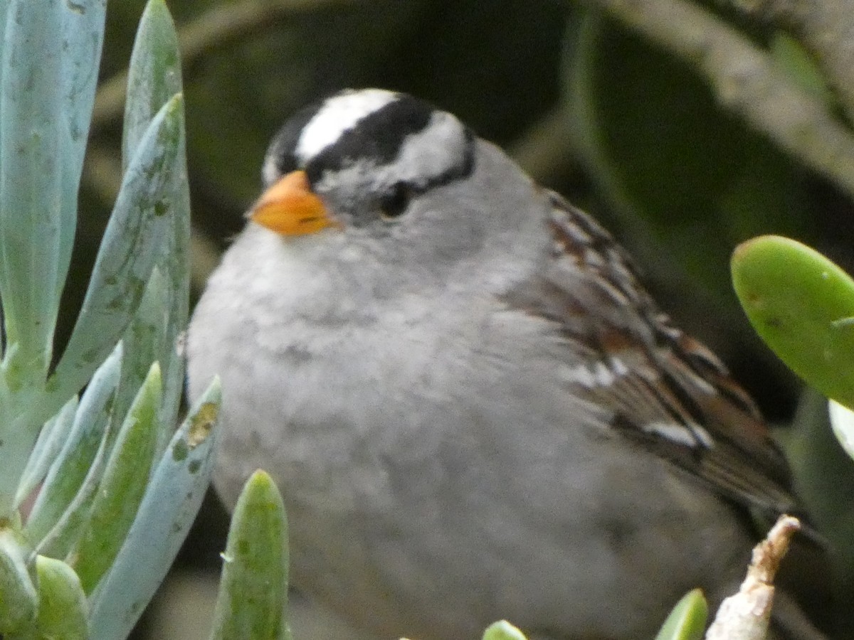 White-crowned Sparrow (Gambel's) - Braxton Landsman