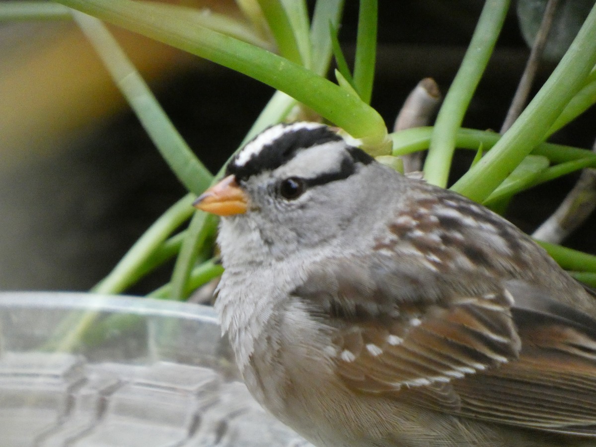 White-crowned Sparrow (Gambel's) - Braxton Landsman