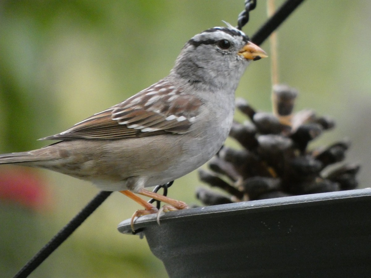 White-crowned Sparrow (Gambel's) - Braxton Landsman