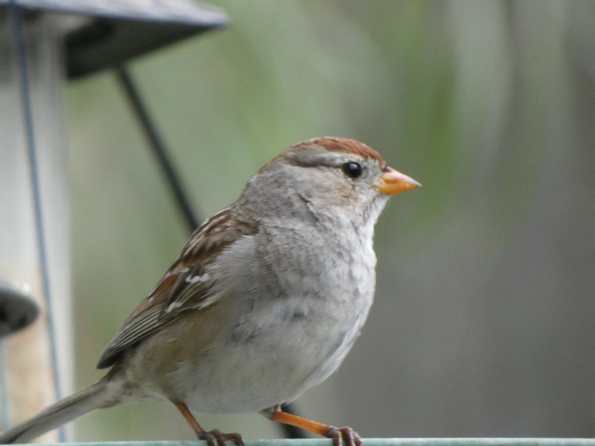 White-crowned Sparrow (Gambel's) - ML314653961