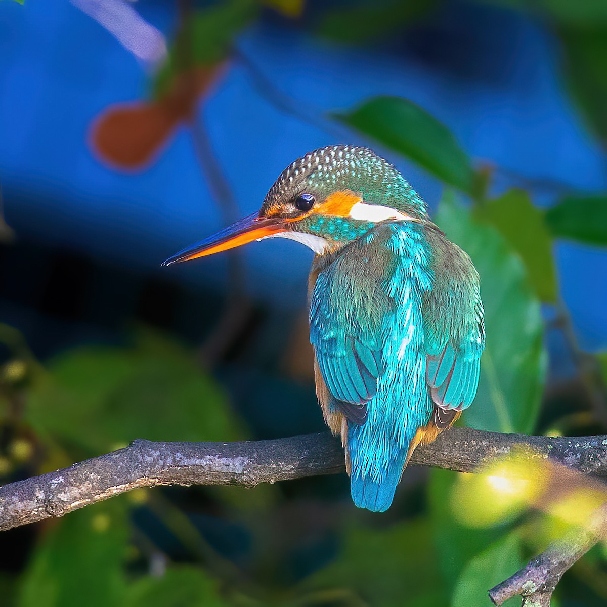 Common Kingfisher - ML314654291