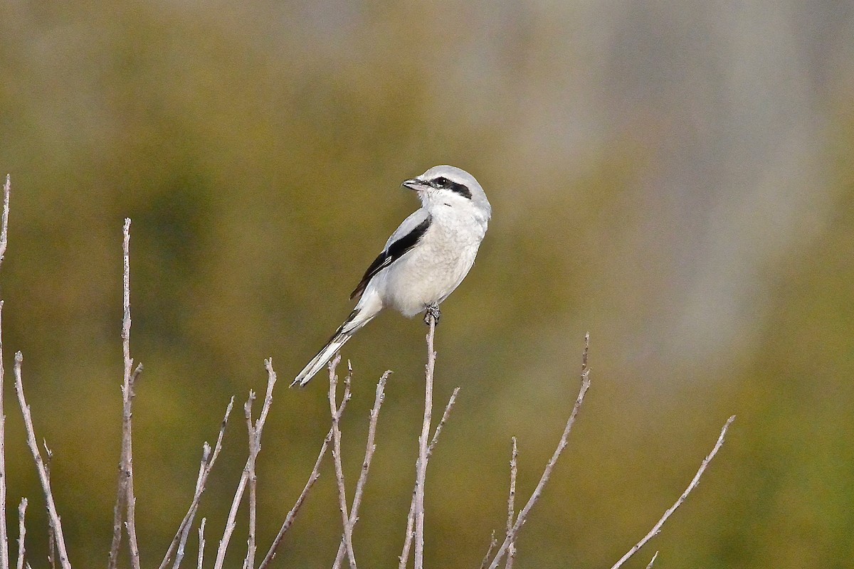 Alcaudón Boreal - ML314654581