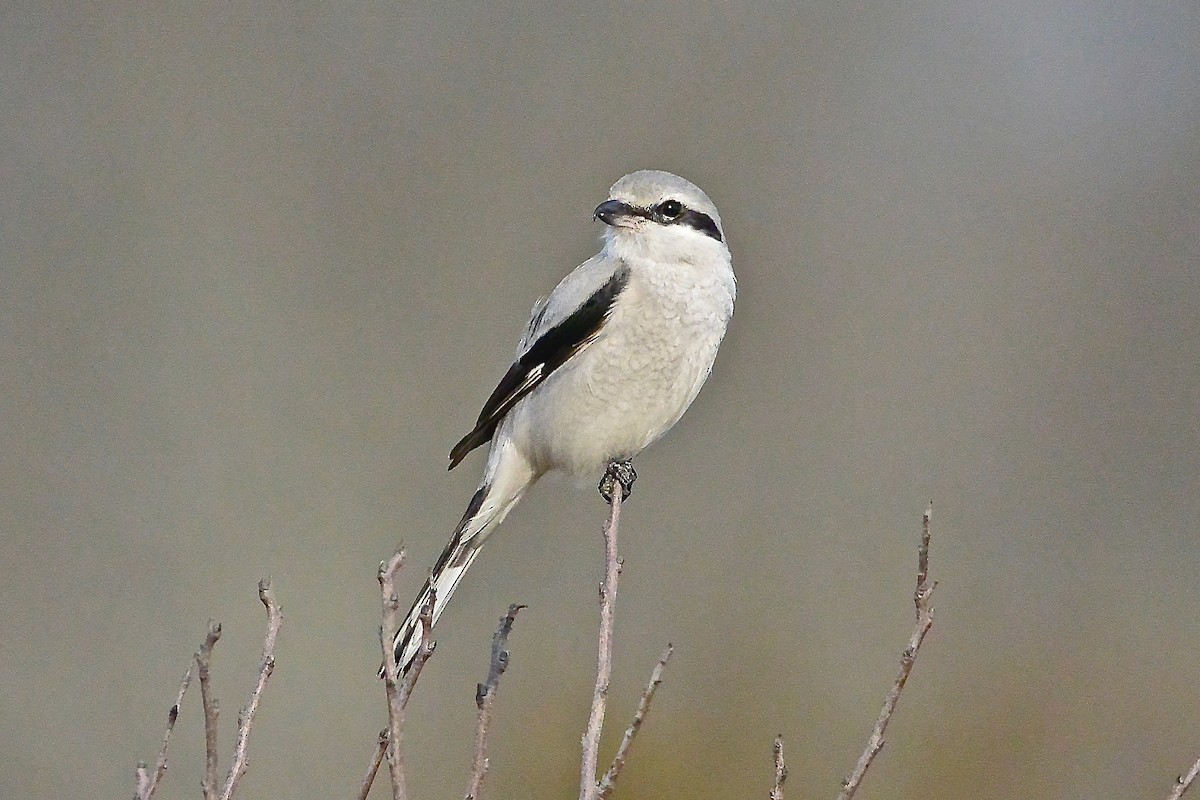 Northern Shrike - ML314654641