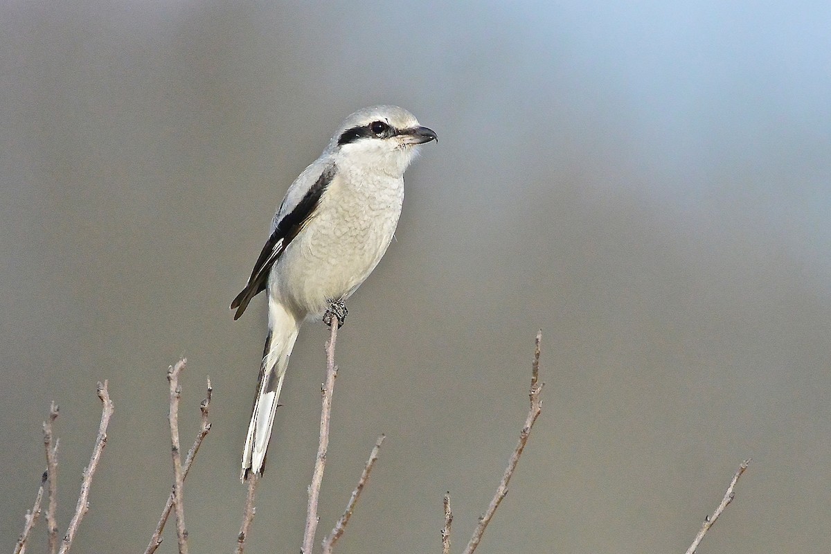 Northern Shrike - ML314654651