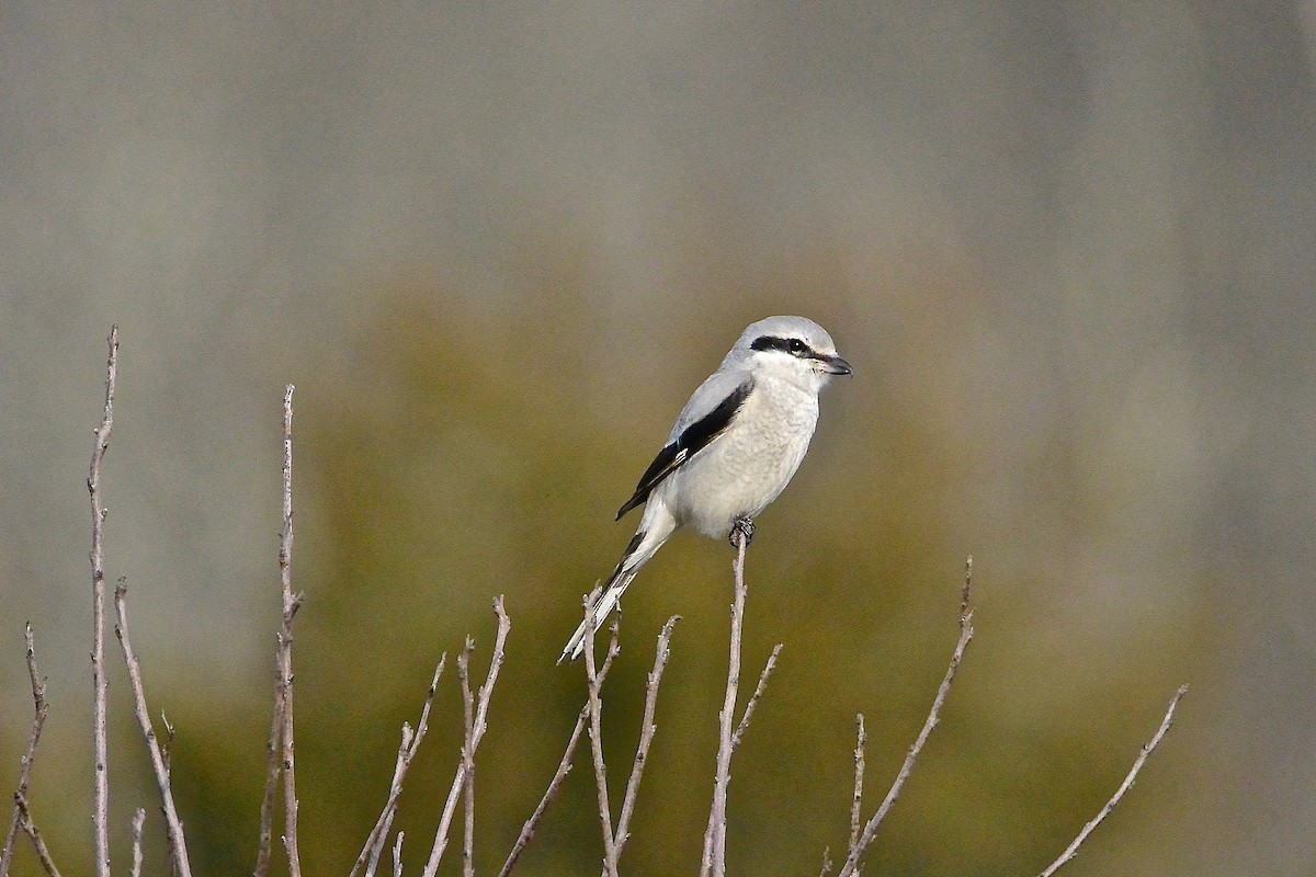 Pie-grièche boréale - ML314654681