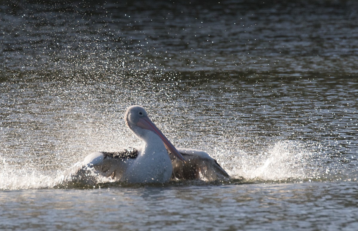 Australian Pelican - ML314655211