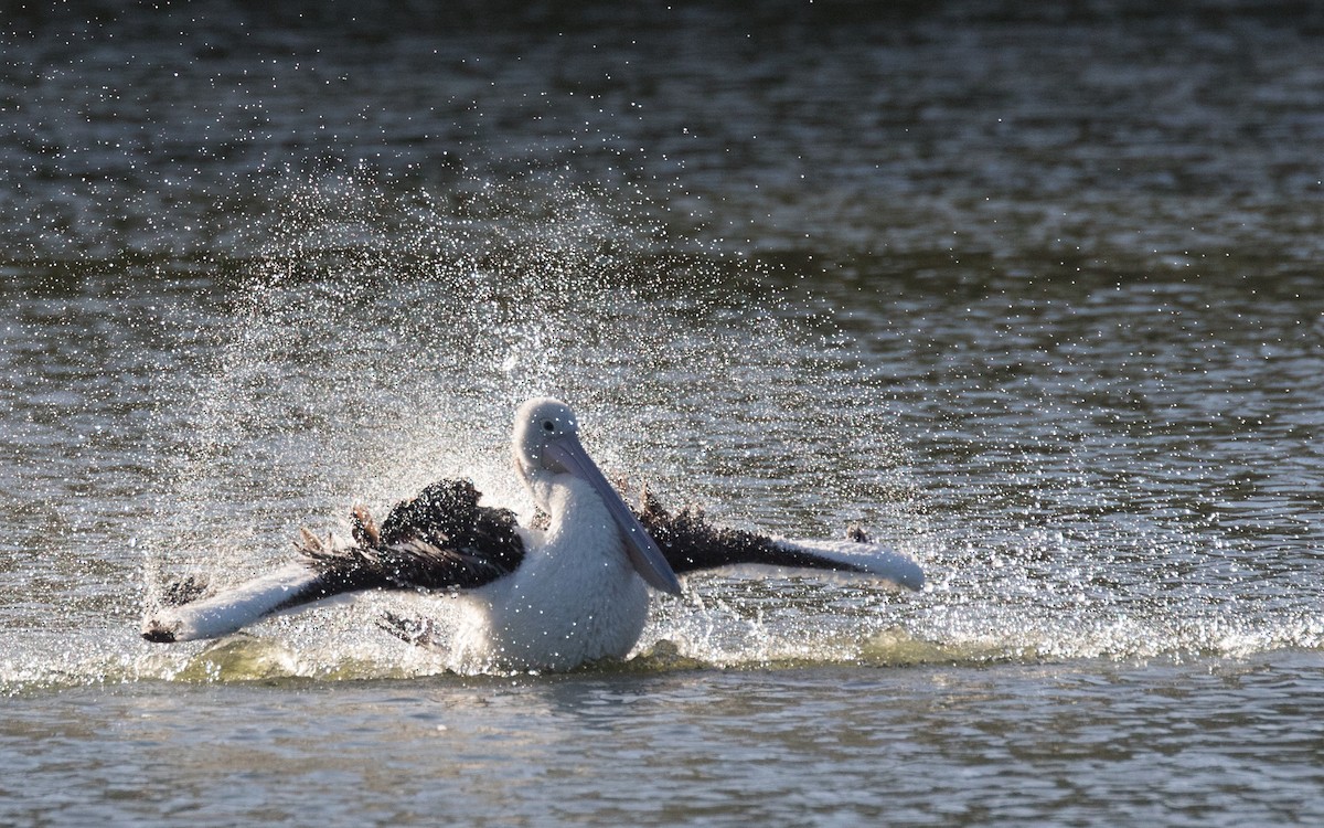 Australian Pelican - Chris Barnes