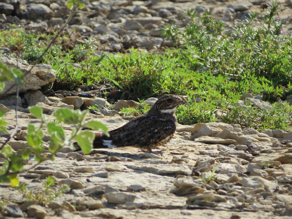 Lesser Nighthawk - ML31465541