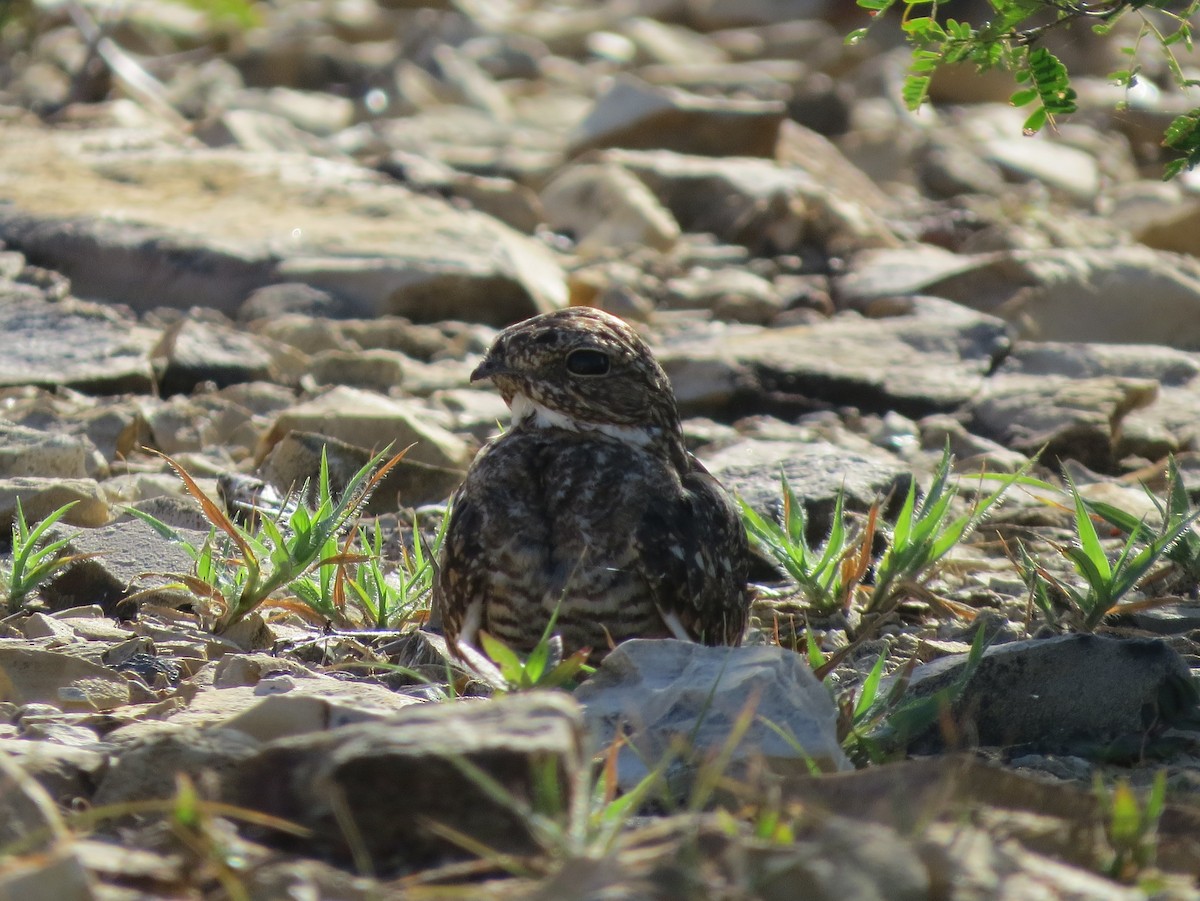 Lesser Nighthawk - ML31465561