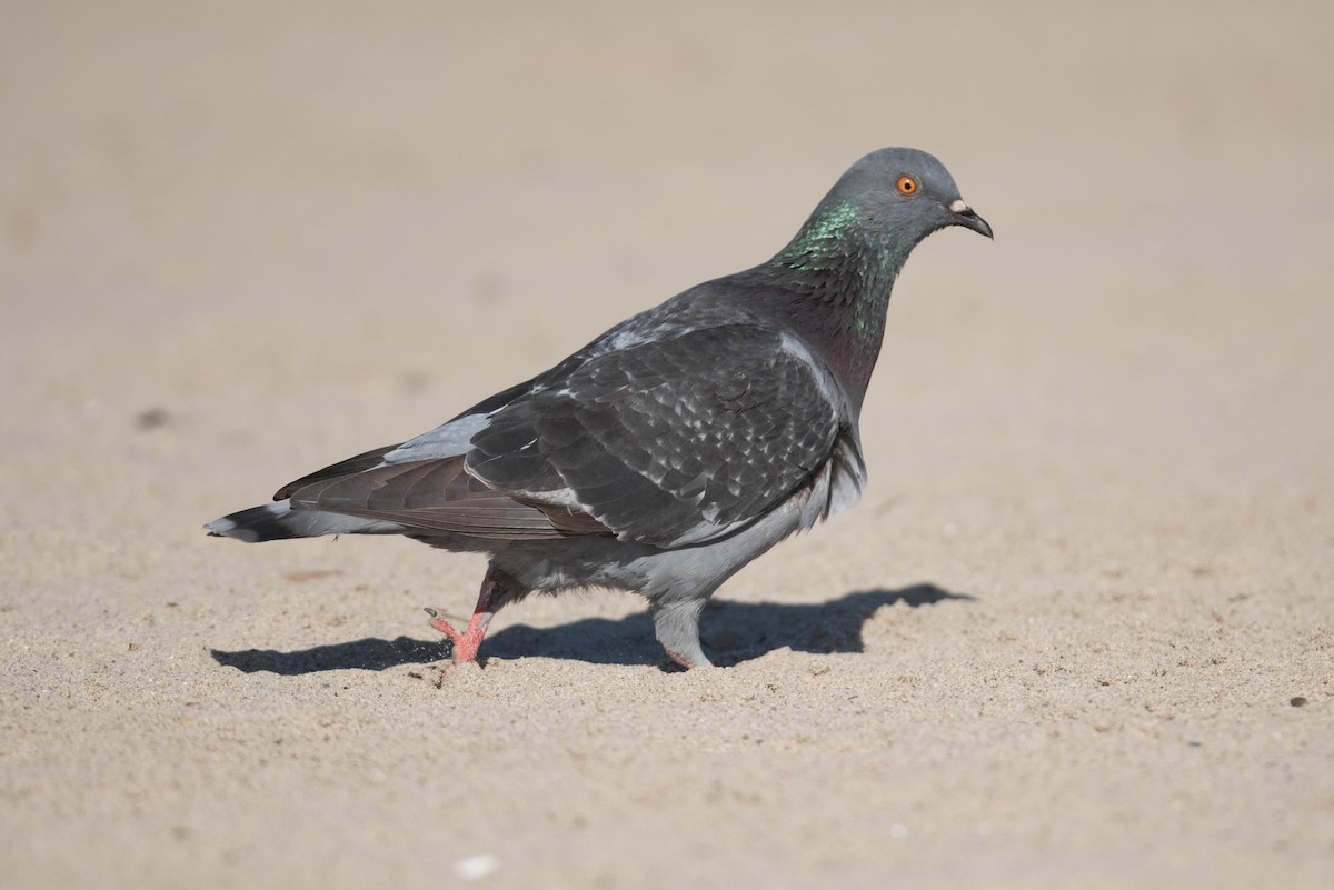 Rock Pigeon (Feral Pigeon) - ML314656161