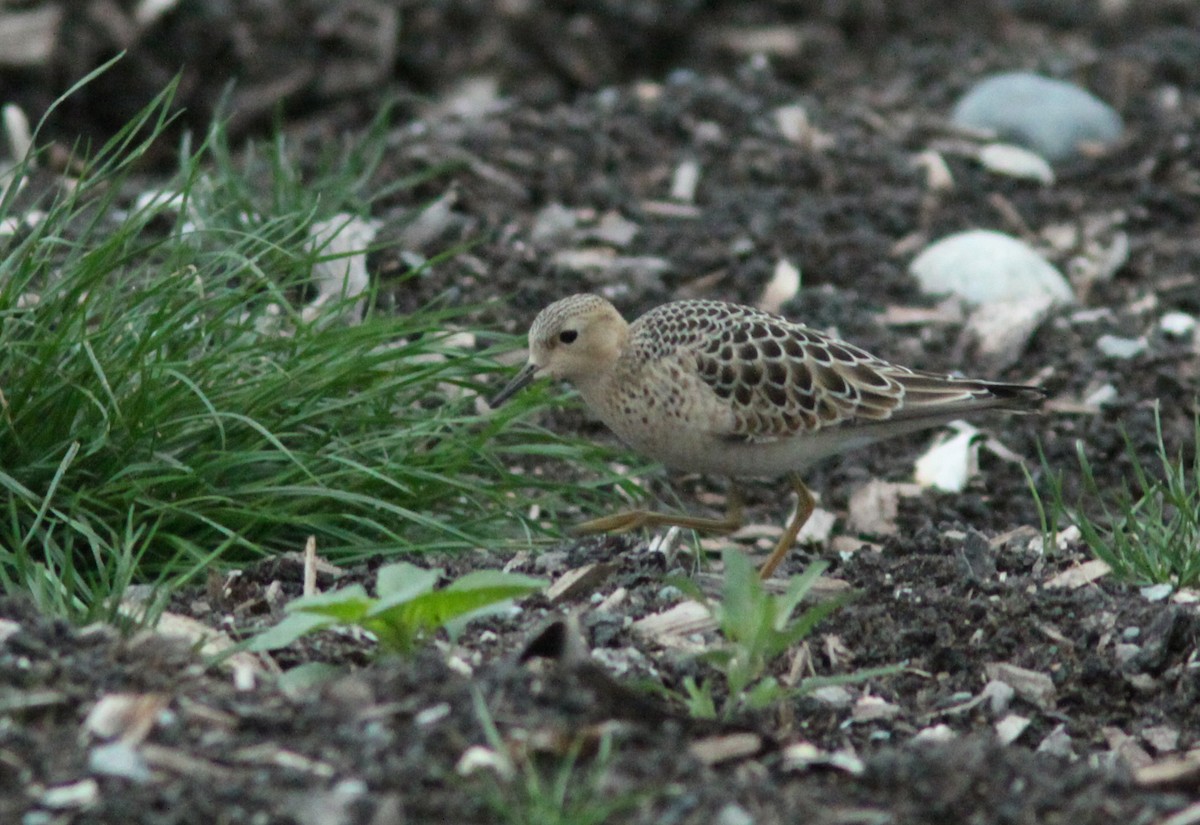 Buff-breasted Sandpiper - ML314656411