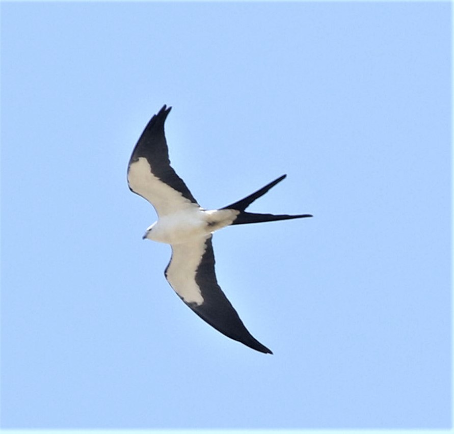 Swallow-tailed Kite - joan garvey
